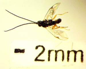  ( - IAvH-TRI-MAL223-HYM-0098.2)  @11 [ ] Copyright (2023) Instituto de Investigacion Alexander von Humboldt (IAvH) Instituto de Investigacion Alexander von Humboldt (IAvH)