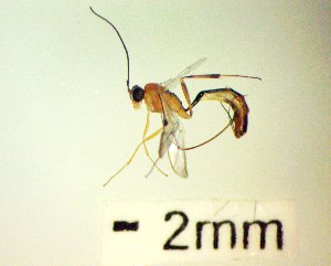  ( - IAvH-TRI-MAL224-HYM-0100.5)  @11 [ ] Copyright (2023) Instituto de Investigacion Alexander von Humboldt (IAvH) Instituto de Investigacion Alexander von Humboldt (IAvH)