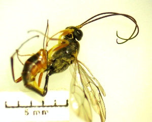 ( - IAvH-TRI-MAL226-HYM-0369.1)  @11 [ ] Copyright (2023) Instituto de Investigacion Alexander von Humboldt (IAvH) Instituto de Investigacion Alexander von Humboldt (IAvH)