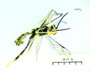  ( - IAvH-TRI-MAL227-HYM-0375.5)  @11 [ ] Copyright (2023) Instituto de Investigacion Alexander von Humboldt (IAvH) Instituto de Investigacion Alexander von Humboldt (IAvH)