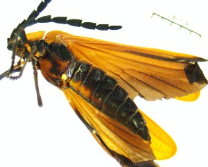  ( - IAvH-TRI-MAL229-COL-0291)  @11 [ ] Copyright (2023) Instituto de Investigacion Alexander von Humboldt (IAvH) Instituto de Investigacion Alexander von Humboldt (IAvH)