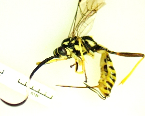  ( - IAvH-TRI-MAL233-HYM-0153.4)  @11 [ ] Copyright (2023) Instituto de Investigacion Alexander von Humboldt (IAvH) Instituto de Investigacion Alexander von Humboldt (IAvH)