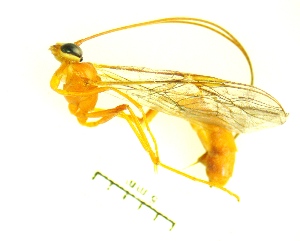  ( - IAvH-TRI-MAL235-HYM-0319)  @11 [ ] Copyright (2023) Instituto de Investigacion Alexander von Humboldt (IAvH) Instituto de Investigacion Alexander von Humboldt (IAvH)