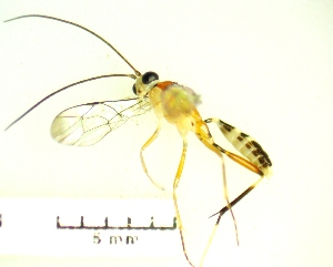  ( - IAvH-TRI-MAL236-HYM-0322.1)  @11 [ ] Copyright (2023) Instituto de Investigacion Alexander von Humboldt (IAvH) Instituto de Investigacion Alexander von Humboldt (IAvH)