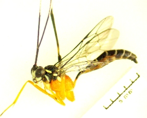  ( - IAvH-TRI-MAL238-HYM-0344.2)  @11 [ ] Copyright (2023) Instituto de Investigacion Alexander von Humboldt (IAvH) Instituto de Investigacion Alexander von Humboldt (IAvH)