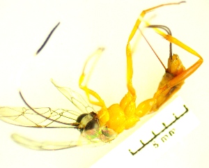  (cryptJanzen01 Malaise2368 - IAvH-TRI-MAL238-HYM-0344.5)  @11 [ ] Copyright (2023) Instituto de Investigacion Alexander von Humboldt (IAvH) Instituto de Investigacion Alexander von Humboldt (IAvH)