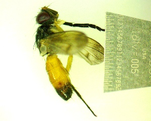  ( - IAvH-TRI-MAL239-DIP-0160.2)  @11 [ ] Copyright (2023) Instituto de Investigacion Alexander von Humboldt (IAvH) Instituto de Investigacion Alexander von Humboldt (IAvH)