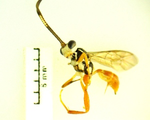  ( - IAvH-TRI-MAL239-HYM-0352.5)  @11 [ ] Copyright (2023) Instituto de Investigacion Alexander von Humboldt (IAvH) Instituto de Investigacion Alexander von Humboldt (IAvH)