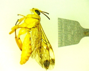  ( - IAvH-TRI-MAL240-HYM-0361.4)  @11 [ ] Copyright (2023) Instituto de Investigacion Alexander von Humboldt (IAvH) Instituto de Investigacion Alexander von Humboldt (IAvH)