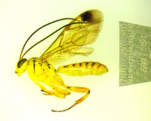  ( - IAvH-TRI-MAL242-HYM-0206.1)  @11 [ ] Copyright (2023) Instituto de Investigacion Alexander von Humboldt (IAvH) Instituto de Investigacion Alexander von Humboldt (IAvH)