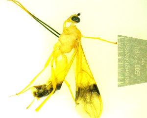  ( - IAvH-TRI-MAL243-HYM-0214.2)  @11 [ ] Copyright (2023) Instituto de Investigacion Alexander von Humboldt (IAvH) Instituto de Investigacion Alexander von Humboldt (IAvH)