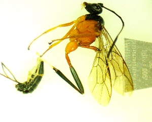  ( - IAvH-TRI-MAL243-HYM-0214.5)  @11 [ ] Copyright (2023) Instituto de Investigacion Alexander von Humboldt (IAvH) Instituto de Investigacion Alexander von Humboldt (IAvH)