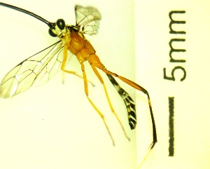  ( - IAvH-TRI-MAL245-HYM-0277.3)  @11 [ ] Copyright (2084) Instituto de Investigacion Alexander von Humboldt (IAvH) Instituto de Investigacion Alexander von Humboldt (IAvH)