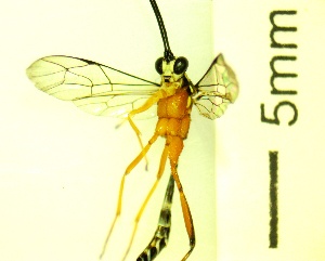  ( - IAvH-TRI-MAL245-HYM-0277.3)  @11 [ ] Copyright (2085) Instituto de Investigacion Alexander von Humboldt (IAvH) Instituto de Investigacion Alexander von Humboldt (IAvH)