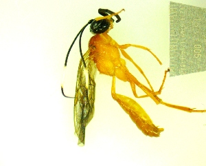  ( - IAvH-TRI-MAL246-HYM-0283.3)  @11 [ ] Copyright (2126) Instituto de Investigacion Alexander von Humboldt (IAvH) Instituto de Investigacion Alexander von Humboldt (IAvH)