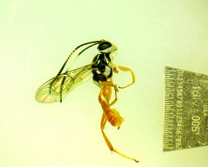  (ichneuMalaise01 malaise0120 - IAvH-TRI-MAL248-HYM-0025.5)  @11 [ ] Copyright (2103) Instituto de Investigacion Alexander von Humboldt (IAvH) Instituto de Investigacion Alexander von Humboldt (IAvH)