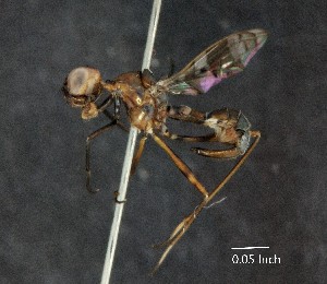 ( - IAvH-TRI-DIPG053)  @11 [ ] Copyright (c) (2022) Wilber Lopez Instituto de Investigaciones Alexander von Humboldt (IAvH)