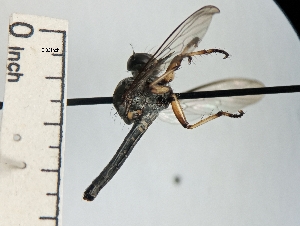  ( - IAvH-TRI-DIPG839)  @11 [ ] Copyright (c) (2022) Wilber Lopez Instituto de Investigaciones Alexander von Humboldt (IAvH)