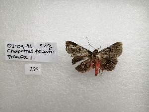  ( - IAvH-TRI-NAS0150)  @11 [ ] Copyright (2022) Instituto de Investigacion Alexander von Humboldt (IAvH) Instituto de Investigacion Alexander von Humboldt (IAvH)