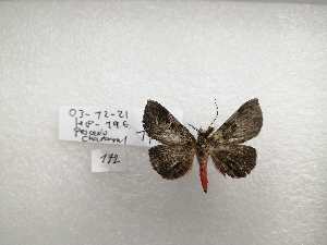  ( - IAvH-TRI-NAS0172)  @11 [ ] Copyright (2022) Instituto de Investigacion Alexander von Humboldt (IAvH) Instituto de Investigacion Alexander von Humboldt (IAvH)