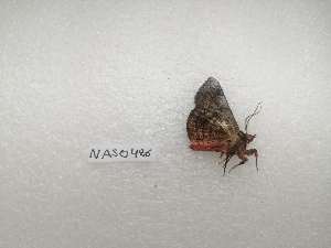  ( - IAvH-TRI-NAS0426)  @11 [ ] Copyright (2022) Instituto de Investigacion Alexander von Humboldt (IAvH) Instituto de Investigacion Alexander von Humboldt (IAvH)