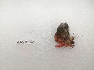  ( - IAvH-TRI-NAS0462)  @11 [ ] Copyright (2022) Instituto de Investigacion Alexander von Humboldt (IAvH) Instituto de Investigacion Alexander von Humboldt (IAvH)