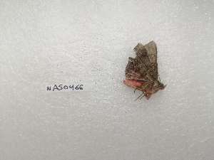  ( - IAvH-TRI-NAS0466)  @11 [ ] Copyright (2022) Instituto de Investigacion Alexander von Humboldt (IAvH) Instituto de Investigacion Alexander von Humboldt (IAvH)