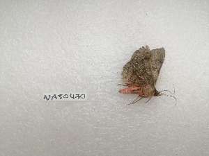  ( - IAvH-TRI-NAS0470)  @11 [ ] Copyright (2022) Instituto de Investigacion Alexander von Humboldt (IAvH) Instituto de Investigacion Alexander von Humboldt (IAvH)