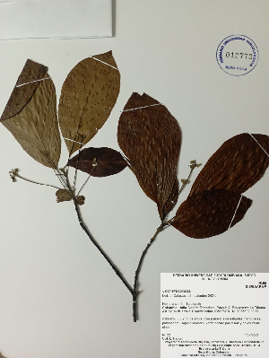  (Chomelia spinosa - IAVH-TRI-LDPH021)  @11 [ ] Copyrigth (2021) Instituto de Investigaciones Alexander von Humboldt (IAvH) Instituto de Investigaciones Alexander von Humboldt (IAvH)