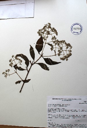  (Machaonia acuminata - IAvH-TRI-LDPH131)  @11 [ ] Copyrigth (2021) Instituto de Investigaciones Alexander von Humboldt (IAvH) Instituto de Investigaciones Alexander von Humboldt (IAvH)
