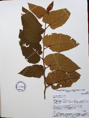  (Guazuma ulmifolia - IAVH-TRI-LDPH013)  @11 [ ] Copyrigth (2021) Instituto de Investigaciones Alexander von Humboldt (IAvH) Instituto de Investigaciones Alexander von Humboldt (IAvH)