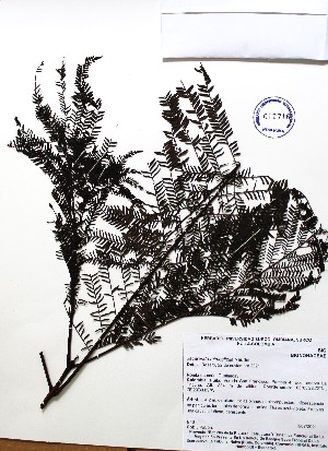 (Jacaranda mimosifolia - IAvH-TRI-LDPH069)  @11 [ ] Copyrigth (2021) Instituto de Investigaciones Alexander von Humboldt (IAvH) Instituto de Investigaciones Alexander von Humboldt (IAvH)