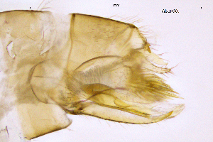  (Glossosoma serravalle - GlsePG)  @11 [ ] by (2025) Omar Lodovici Museo Civico Scienze Naturali Bergamo