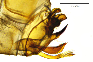  ( - HacaCS)  @11 [ ] by (2025) Omar Lodovici Museo Civico Scienze Naturali Bergamo