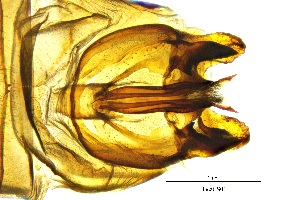  ( - HacaCS)  @11 [ ] by (2025) Omar Lodovici Museo Civico Scienze Naturali Bergamo