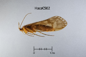  ( - HacaCS)  @11 [ ] by (2025) Omar Lodovici Museo Civico Scienze Naturali Bergamo