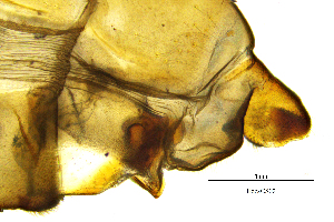  ( - HacaCS)  @11 [ ] by (2025) Omar Lodovici Museo Civico Scienze Naturali Bergamo