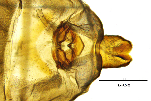  ( - HacaCS)  @11 [ ] by (2025) Omar Lodovici Museo Civico Scienze Naturali Bergamo