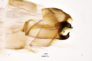  (Oxyethira hartigi - OxhaCA)  @11 [ ] by (2025) Omar Lodovici Museo Civico Scienze Naturali Bergamo