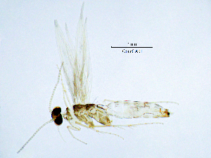  (Oxyethira unidentata - OxunCA)  @11 [ ] by (2025) Omar Lodovici Museo Civico Scienze Naturali Bergamo