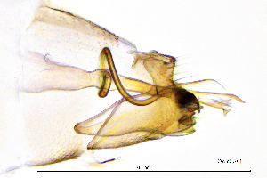  ( - OxunCA)  @11 [ ] by (2025) Omar Lodovici Museo Civico Scienze Naturali Bergamo