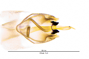  ( - OxunCA)  @11 [ ] by (2025) Omar Lodovici Museo Civico Scienze Naturali Bergamo