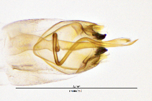  ( - OxunCA)  @11 [ ] by (2025) Omar Lodovici Museo Civico Scienze Naturali Bergamo