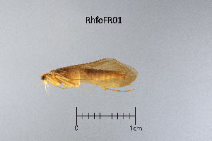  ( - RhfoFR)  @11 [ ] by (2025) Omar Lodovici Museo Civico Scienze Naturali Bergamo