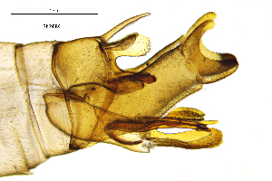  ( - RhfoFR)  @11 [ ] by (2025) Omar Lodovici Museo Civico Scienze Naturali Bergamo