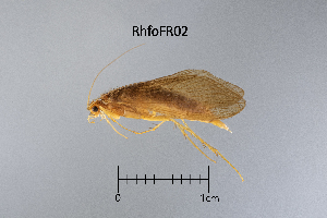  ( - RhfoFR)  @11 [ ] by (2025) Omar Lodovici Museo Civico Scienze Naturali Bergamo
