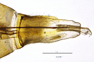  ( - RhfoFR)  @11 [ ] by (2025) Omar Lodovici Museo Civico Scienze Naturali Bergamo