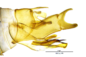 ( - RhhaCS)  @11 [ ] by (2025) omar lodovici Museo Civico Scienze Naturali Bergamo