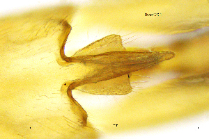  ( - RhhaCS)  @11 [ ] by (2025) omar lodovici Museo Civico Scienze Naturali Bergamo