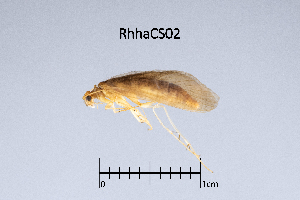  ( - RhhaCS)  @11 [ ] by (2025) Omar Lodovici Museo Civico Scienze Naturali Bergamo